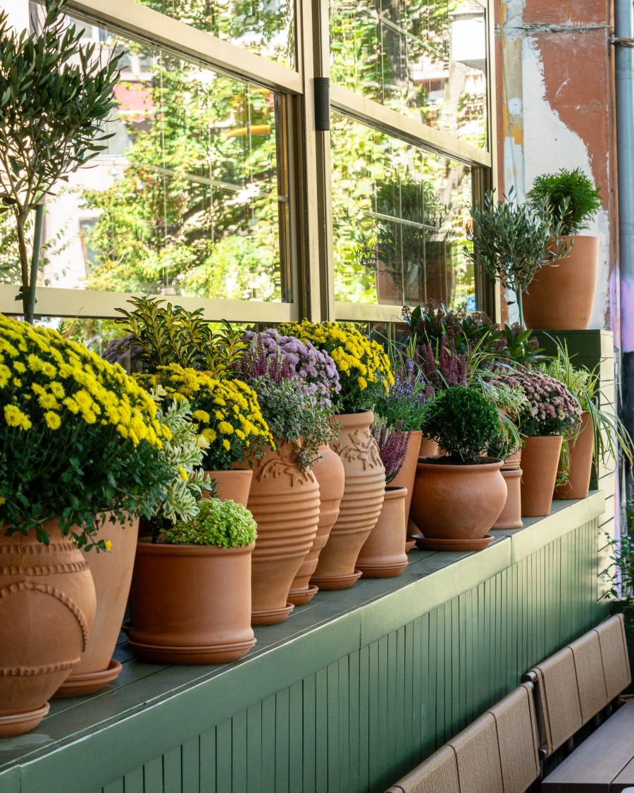 Terracotta pots full of chrysanthemums lining the windows